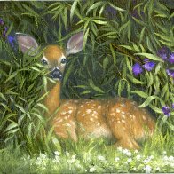 Whitetail Fawn Sm.jpg