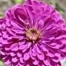 Dahlia