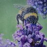 Lavender's Guest