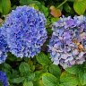 Blue Hydrangeas (Mophead)