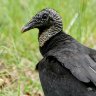 Black Vulture