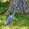 Yellow Crowned Night Heron