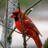 Cardinal