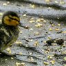 Mallard Duckling