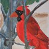 Cardinal Painting