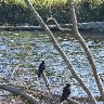 Crows on the Wertach