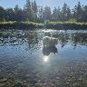 MORNINGLIGHT WITH DOG IN THE RIVER WERTACH