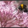 Bee in pink flowers.