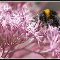 Bee in pink halved..jpg