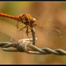 Eye to eye with a smiling dragonfly.