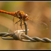 Smiling dragonfly.jpg
