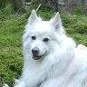 JENNY - Deutscher Großspitz 2