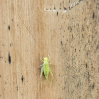little grasshopper.png