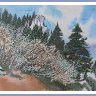 EVERGREENS IN THE MOUNTAINS