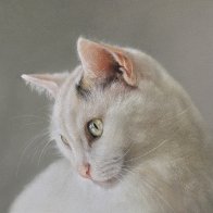 IMG_8131.jpg