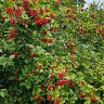 Viburnum opulus