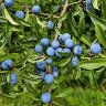 Prunus spinosa