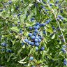 Prunus spinosa 2