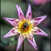 Folded petals and bee 2 halved..jpg