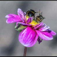 Bee high five 2 halved..jpg