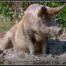 A different scary pig having a mud bath.