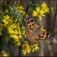 Painted lady halved..jpg