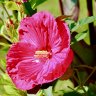 Giant Pink Hibiscus