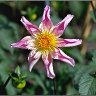 A beautiful flower at Tyntesfield.