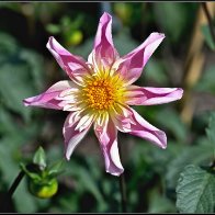 A beautiful flower halved..jpg