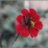 A bee on a red flower.