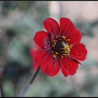 Bee on red flower halved..jpg