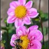 A pair of bees on pink flowers.