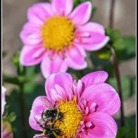 Finished bee pair 3 halved..jpg