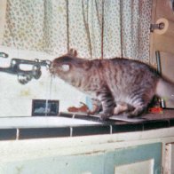 Cat Having a Drink.jpg