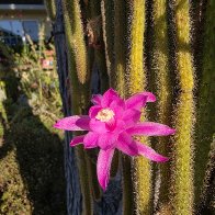 Flowering Catus.jpg