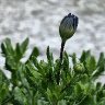 Purple Marguerite Daisy Flower Buds