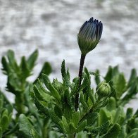 Purple Marguerite Daisy Flower Buds.jpg