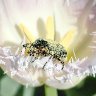 Scarab Beetle Bathed In Tulip Pollen