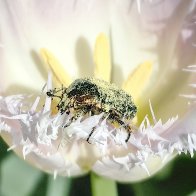Scarab Beetle Bathed In Tulip Pollen.jpg