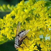 Shameless Criminal Pollinating A Forbidden Plant.jpg