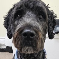 Benji.jpg