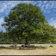Tree and sheep 6 halved..jpg