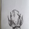 A sleepy flower
