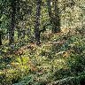 Sunlit Forest Slope