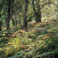 Sunlit Forest Slope.jpg