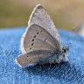 Grayish-blue butterfly 
