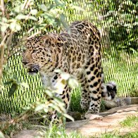 leopard1.jpg