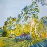 Shady Blue-gums