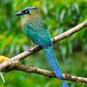 Blue Crowned Motmot 