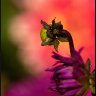 new flower.